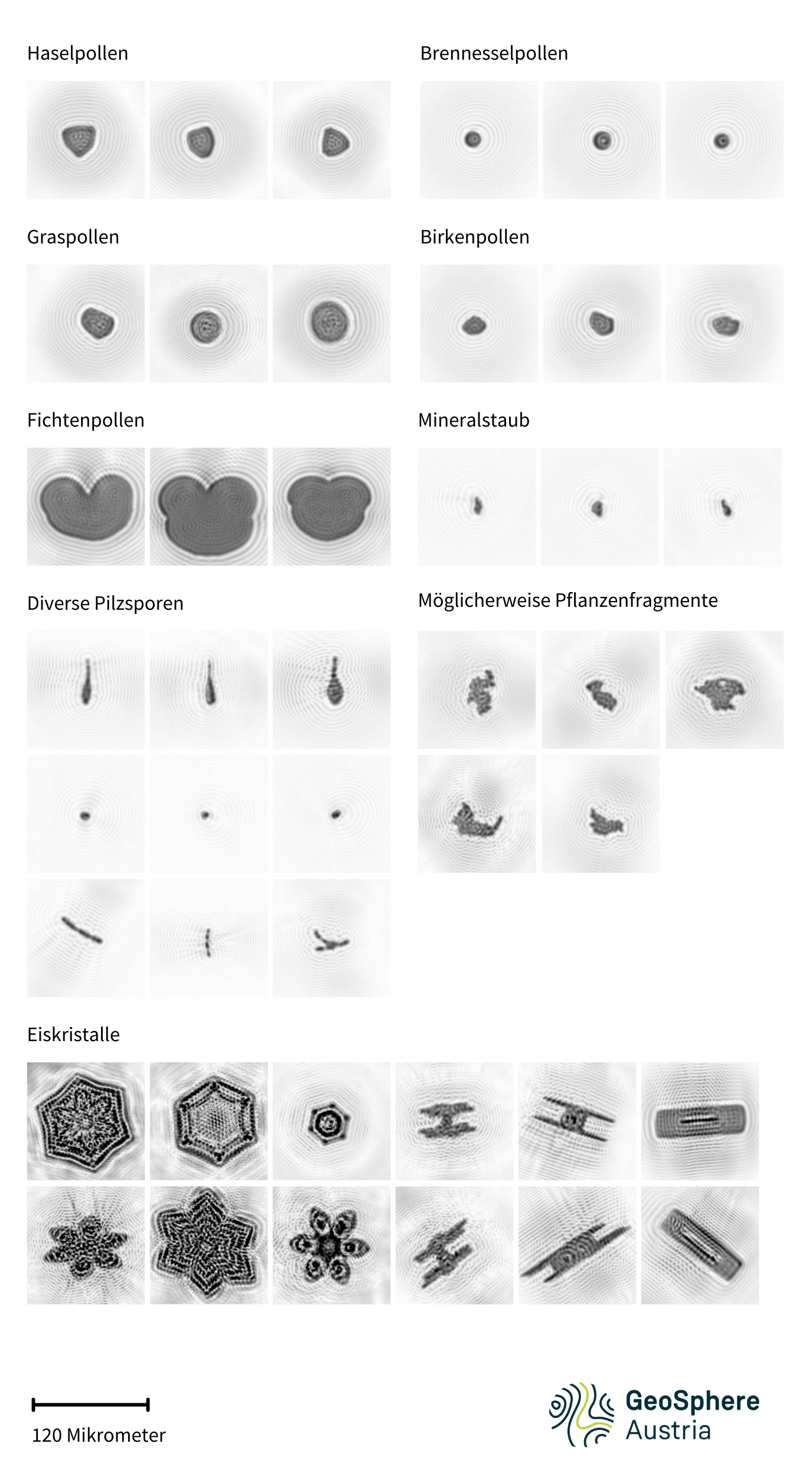 Mikroskopische Aufnahmen von Pollen, Pilzsporen und Eiskristallen