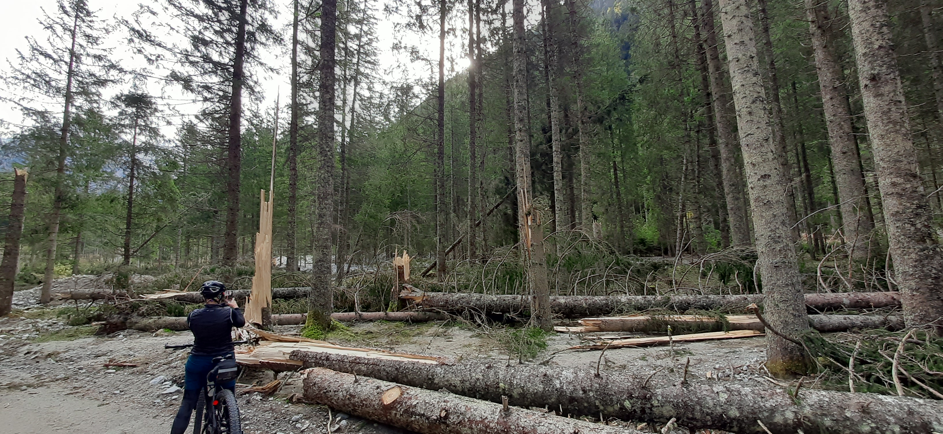 Wald mit umgeknickten Bäumen